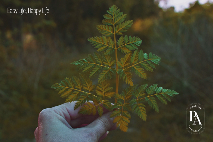 Lối sống lành mạnh là gì? Làm sao để có lối sống lành mạnh?, PlansbyAnh