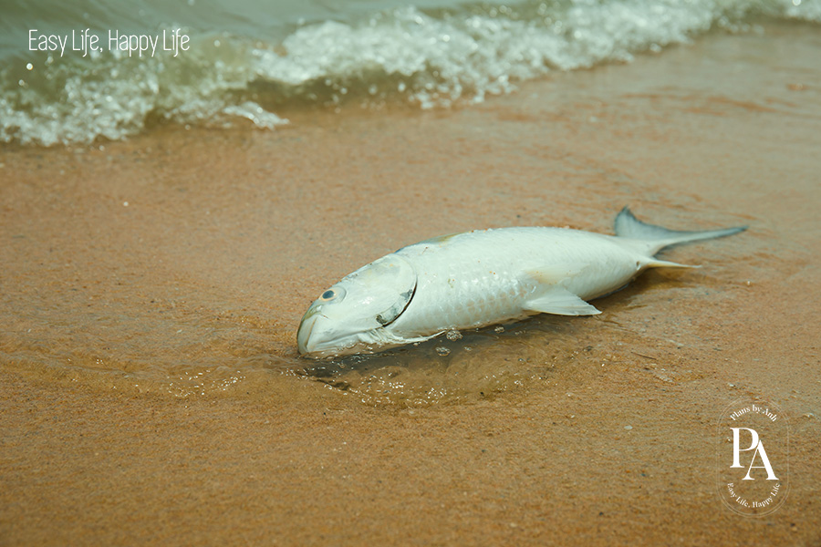 V&igrave; sao t&ocirc;i chọn c&ocirc;ng việc chăm s&oacute;c sức khỏe?, PlansbyAnh