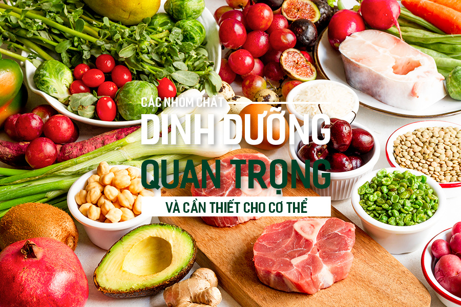 Các nhóm chất dinh dưỡng quan trọng và cần thiết cho cơ thể.