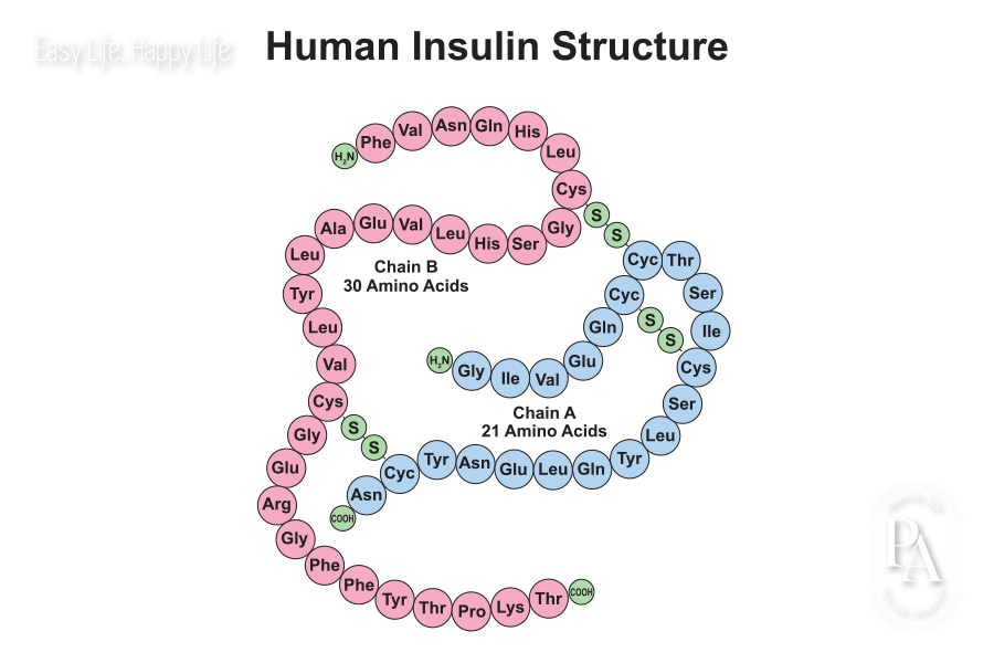 Tìm hiểu Insulin là gì và vai trò đối với sức khỏe?, PlansbyAnh