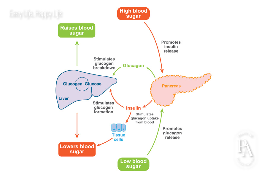 Tìm hiểu Insulin là gì và vai trò đối với sức khỏe?, PlansbyAnh
