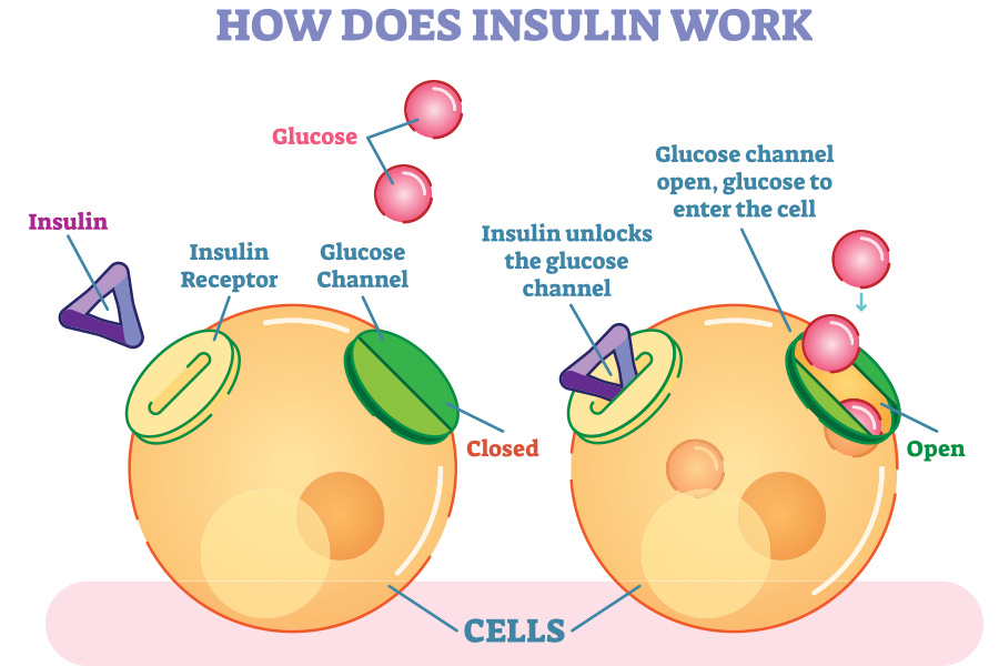 Tìm hiểu Insulin là gì và vai trò đối với sức khỏe?, PlansbyAnh
