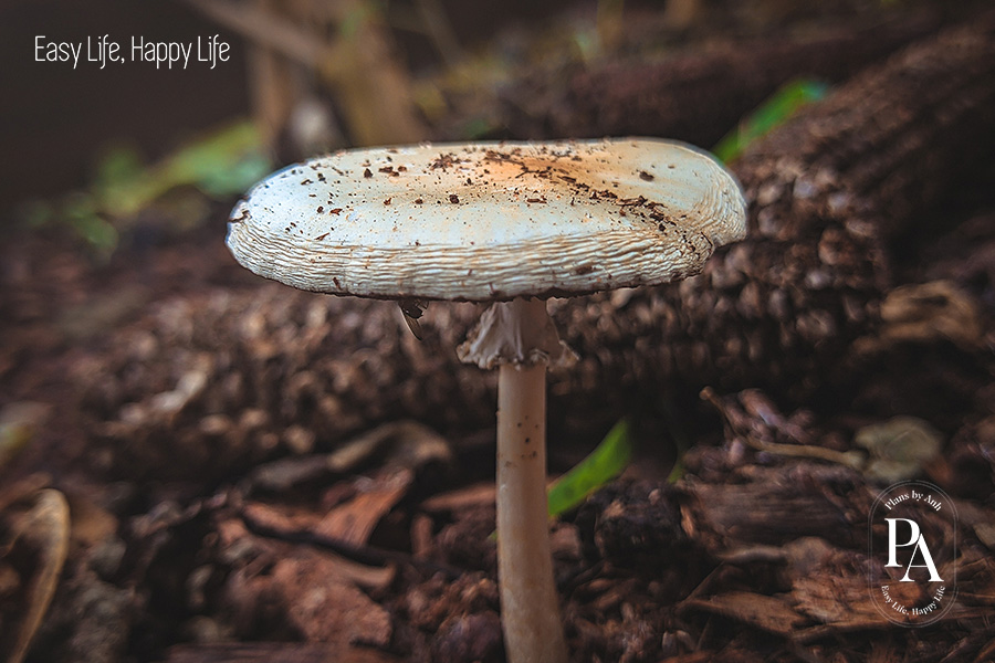 T&igrave;m hiểu Selen l&agrave; g&igrave; v&agrave; vai tr&ograve; của Selen đối với sức khỏe?, PlansbyAnh