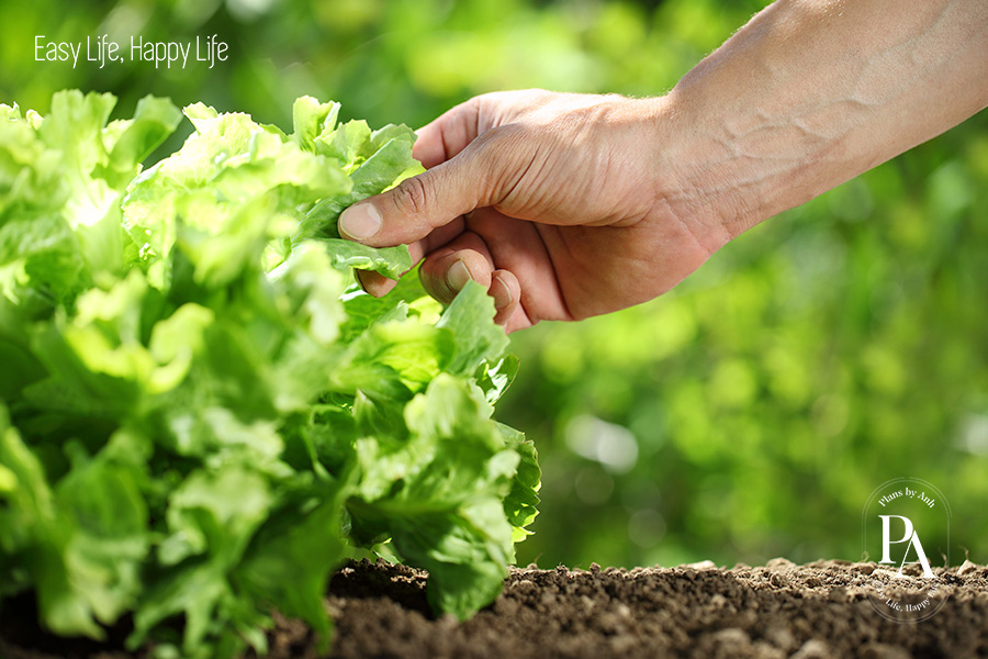 Tìm hiểu Vitamin B-Complex là gì và vai trò đối với sức khỏe?, PlansbyAnh