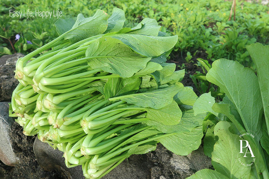 Tìm hiểu Vitamin K là gì và vai trò của Vitamin K đối với sức khỏe?, PlansbyAnh