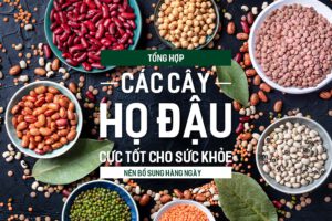 Tổng hợp các loại sữa và sản phẩm từ sữa được ưa chuộng nhất hiện nay, PlansbyAnh