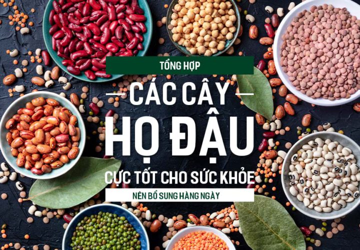 Tổng hợp các cây họ đậu cực tốt cho sức khỏe nên bổ sung hàng ngày.