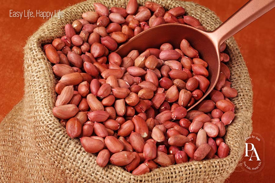 Đậu phộng (Peanut) nằm trong danh sách tổng hợp các cây họ đậu cực tốt cho sức khỏe nên bổ sung hàng ngày.