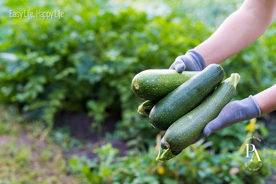 Tổng hợp các loại rau xanh cực tốt cho sức khỏe nên bổ sung hàng ngày.