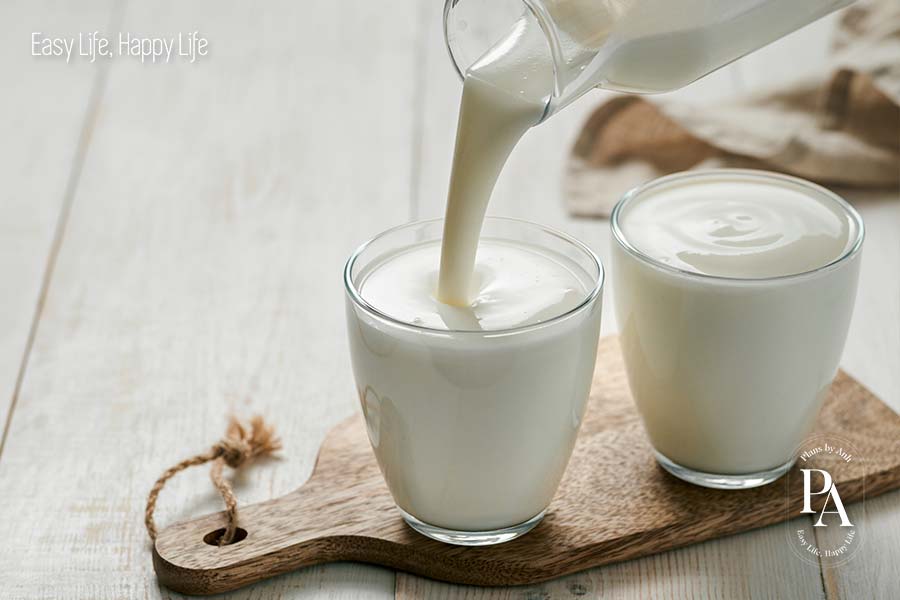 Sữa chua (Yogurt) nằm trong danh sách tổng hợp các loại sữa và sản phẩm từ sữa được ưa chuộng nhất hiện nay.