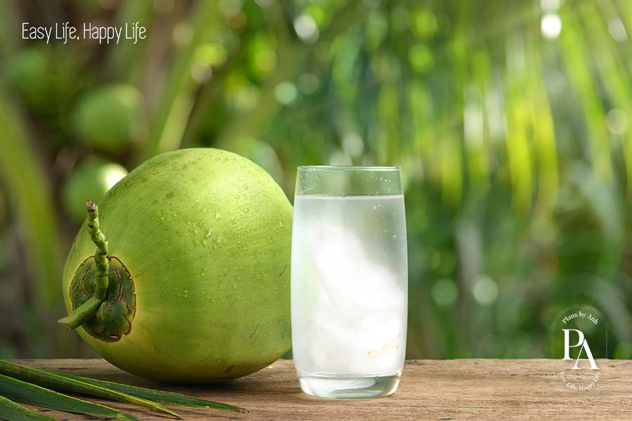 Dừa (Coconut) nằm trong danh sách tổng hợp các loại trái cây cực tốt cho sức khỏe nên bổ sung hàng ngày.