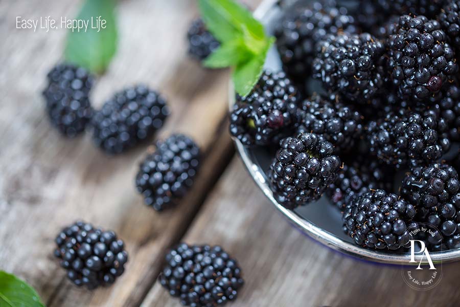 Mâm xôi đen (Blackberry) nằm trong danh sách tổng hợp các loại trái cây cực tốt cho sức khỏe nên bổ sung hàng ngày.