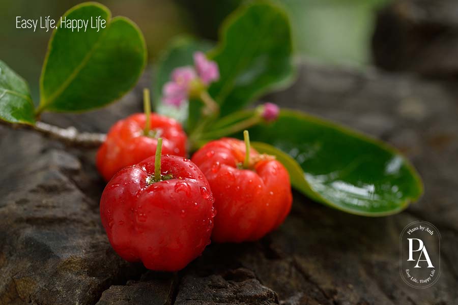 Sơ ri (Acerola Cherry) nằm trong danh sách tổng hợp các loại trái cây cực tốt cho sức khỏe nên bổ sung hàng ngày.