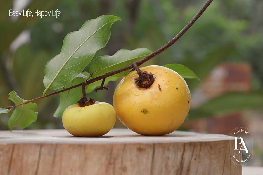 Thị (Gold Apple) nằm trong danh sách tổng hợp các loại trái cây nhiều đường phổ biến hiện nay.